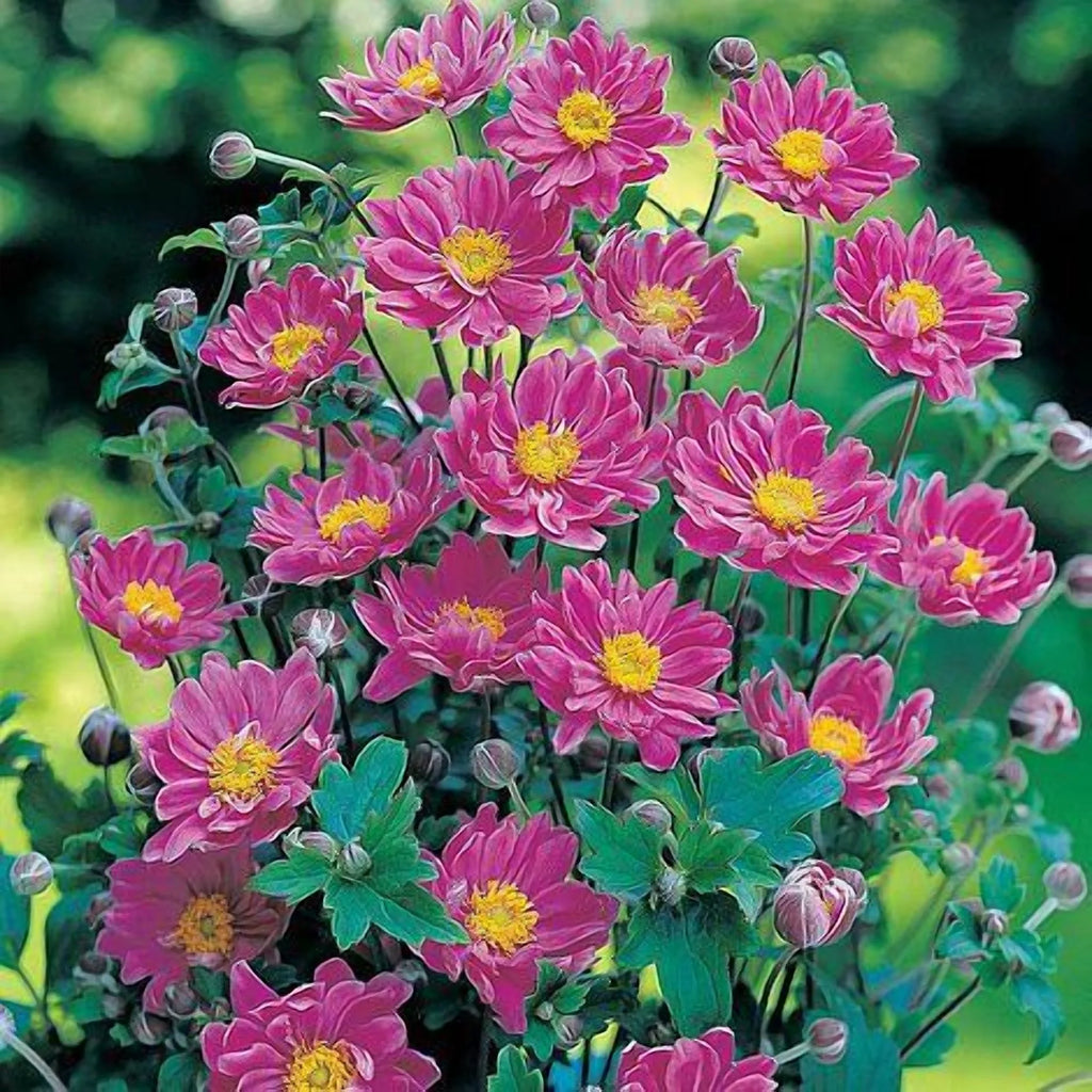 September Charm Japanese Anemone-Perennial-Elegant pink flowers  1 Gallon (Pack of 4)
