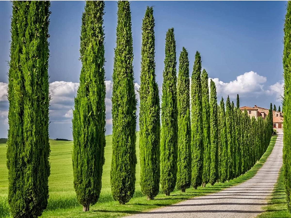 Italian Cypress Tree  1 Extra Large 3 Gallon Tree  Cupressus Sempervirens  Formal Elegant Mediterranean Style Plants