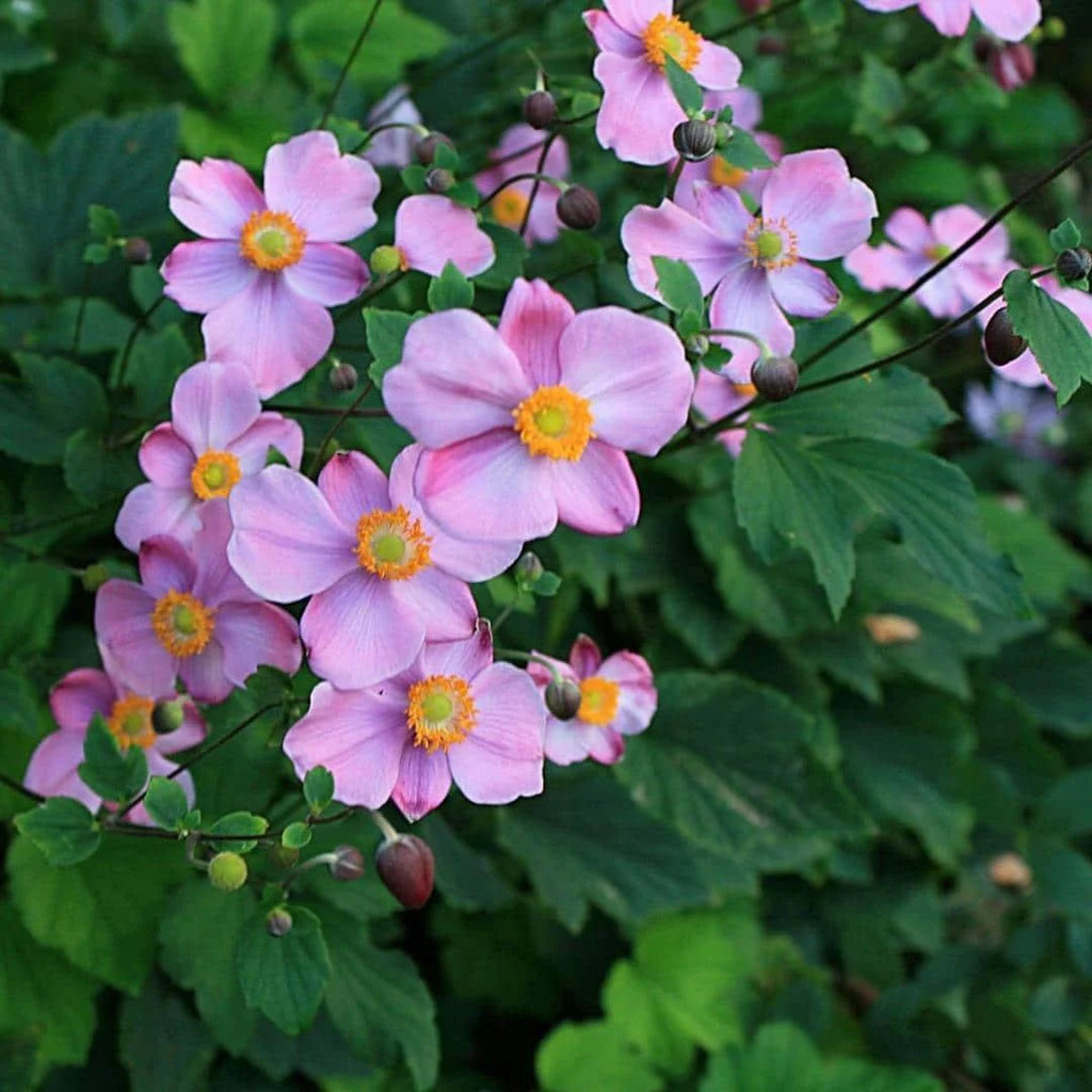 September Charm Japanese Anemone-Perennial-Elegant pink flowers  1 Gallon (Pack of 4)