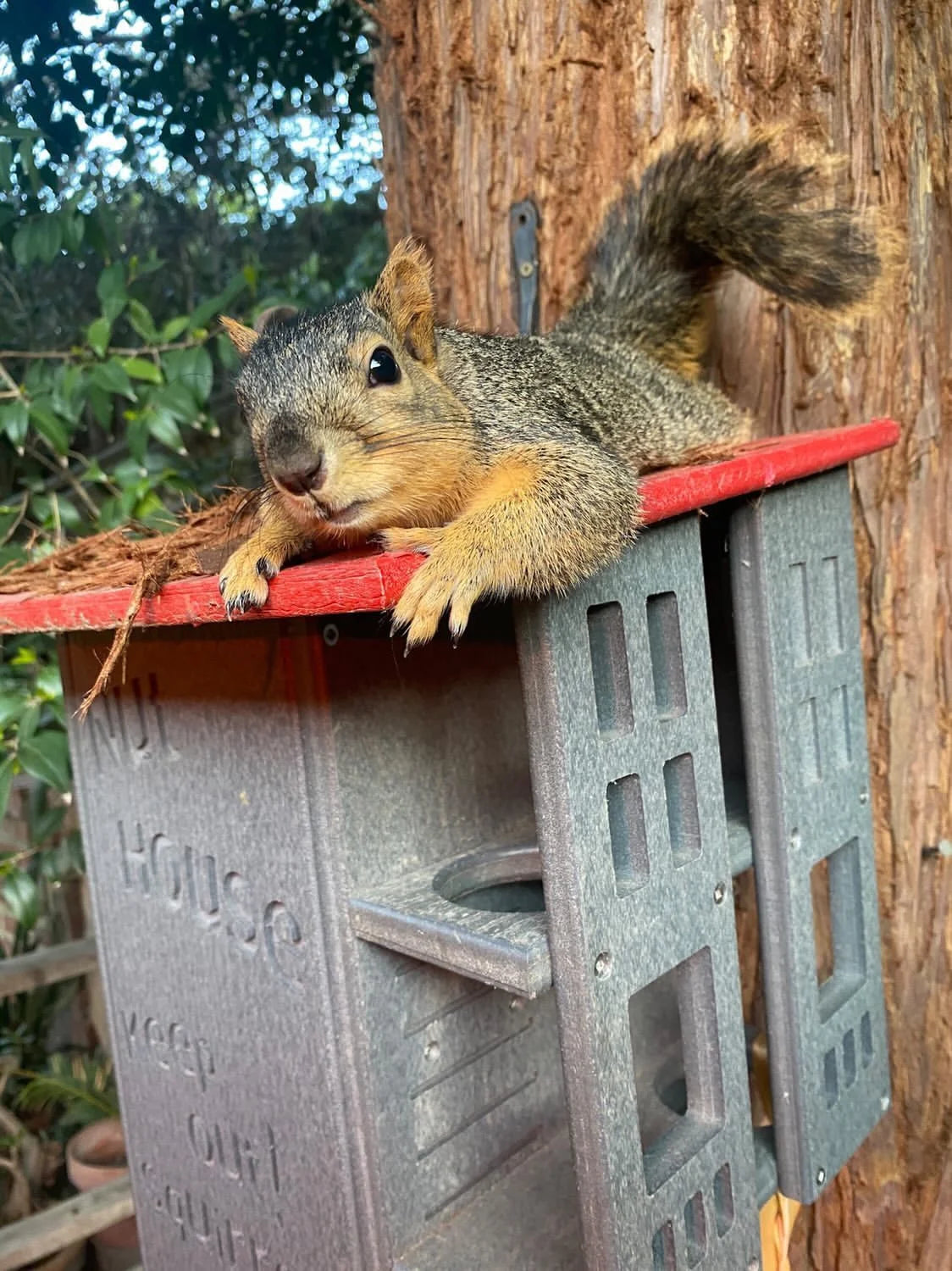 JCs Wildlife Ultimate Squirrel House Nesting Box (Blue/Gray) - A Perfect Home for Squirrels!
