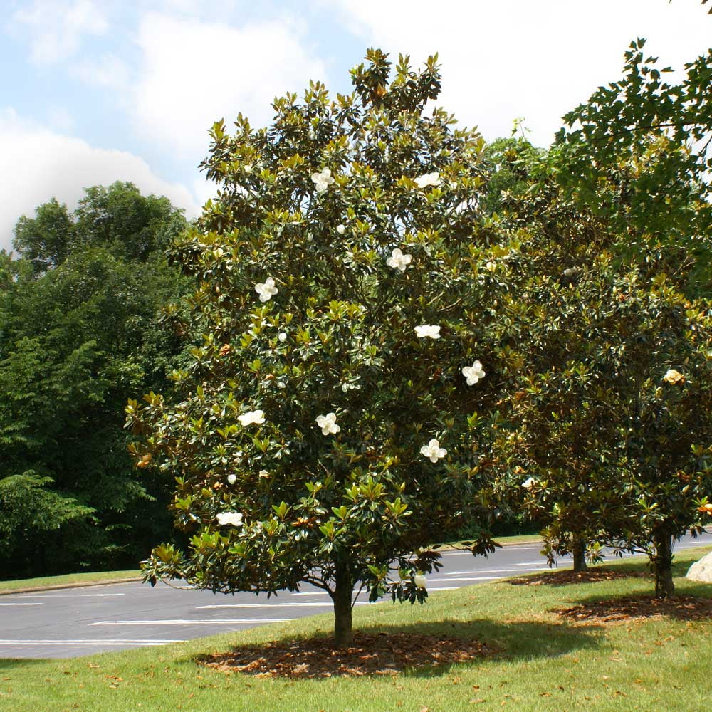 Brighter Blooms - Little Gem Magnolia Tree, 3-4 ft. - No Shipping To AZ,OR