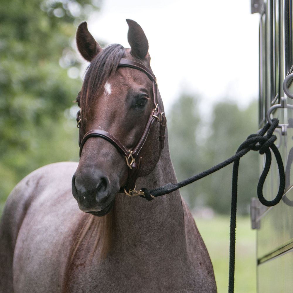 Billy Royal Deluxe Trail Halter for Horses Bridle Combo | Color Dark Oil