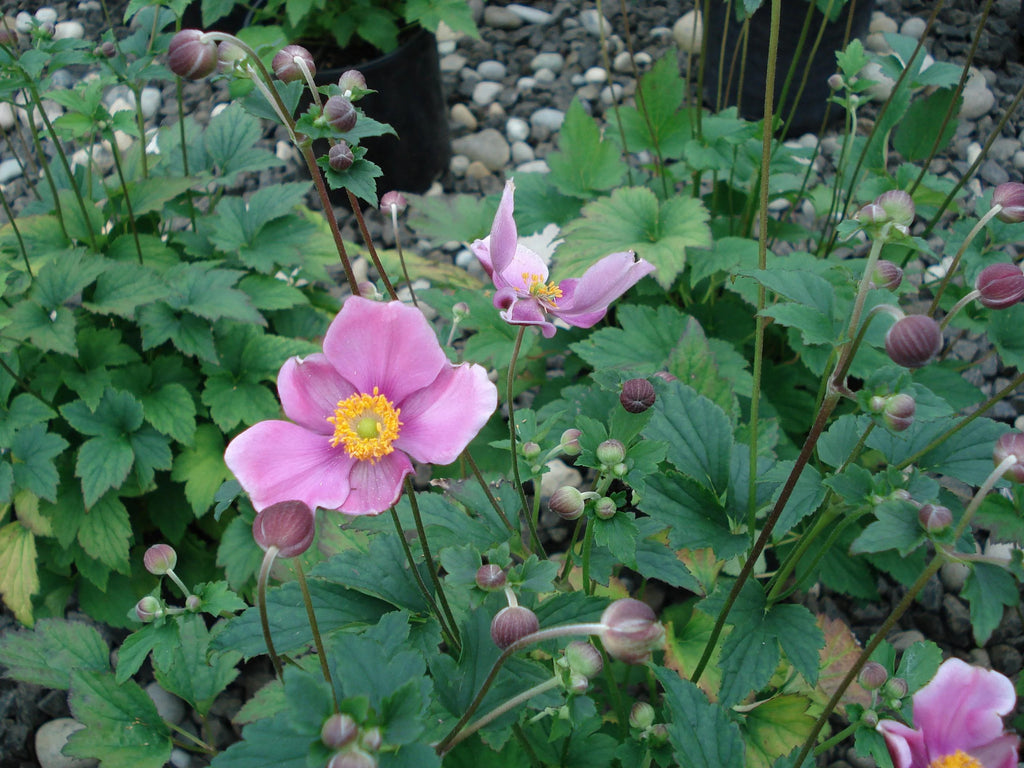 September Charm Japanese Anemone-Perennial-Elegant pink flowers  1 Gallon (Pack of 4)