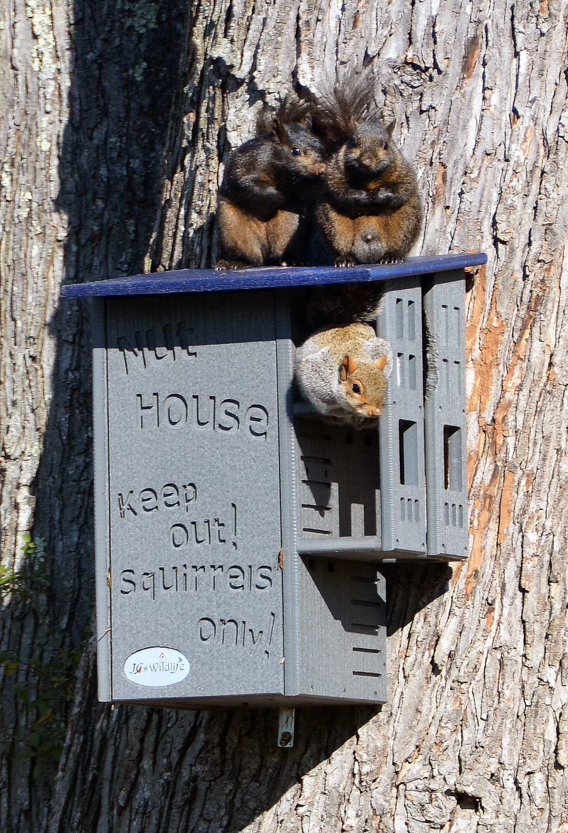JCs Wildlife Ultimate Squirrel House Nesting Box (Blue/Gray) - A Perfect Home for Squirrels!