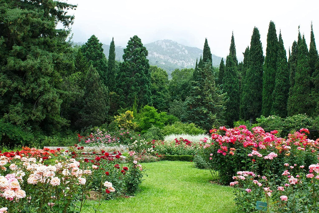 Italian Cypress Tree  1 Extra Large 3 Gallon Tree  Cupressus Sempervirens  Formal Elegant Mediterranean Style Plants