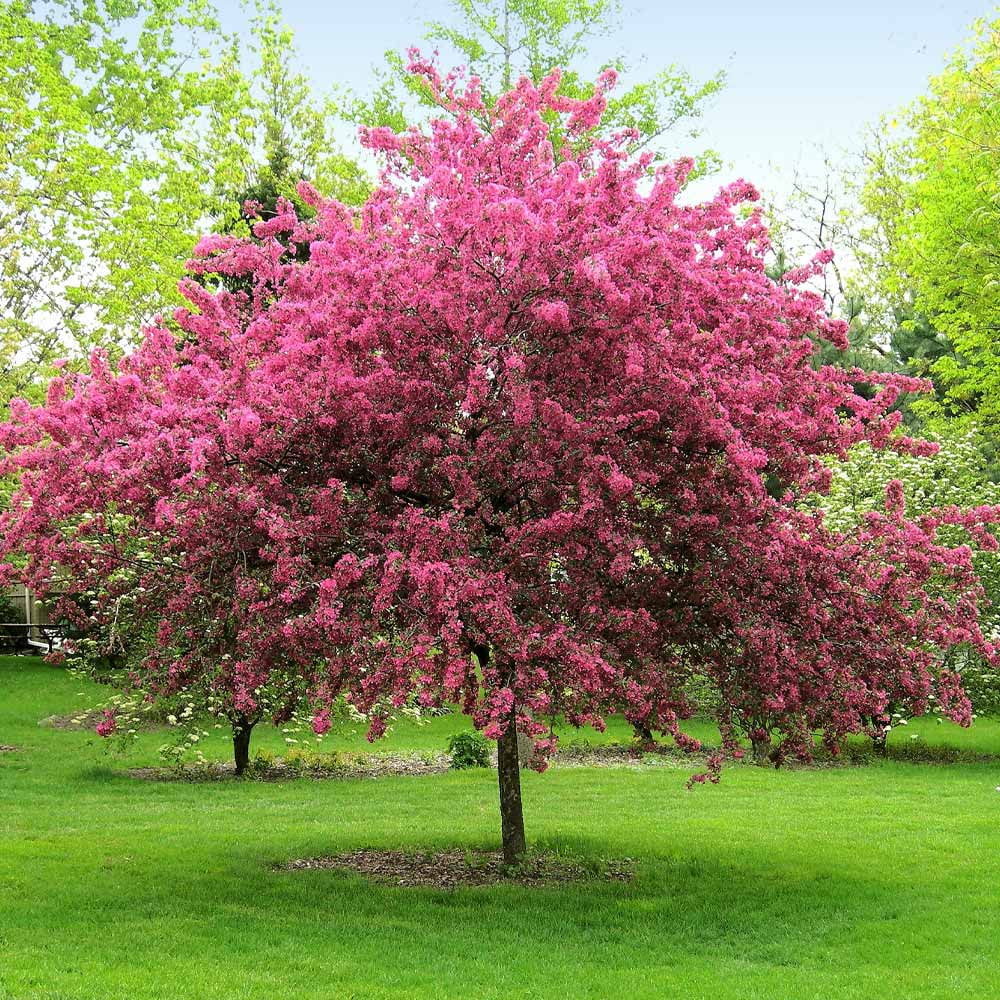 Brighter Blooms - Prairifire Crabapple Tree, 4-5 ft. - No Shipping To AZ,CA,ID,OR