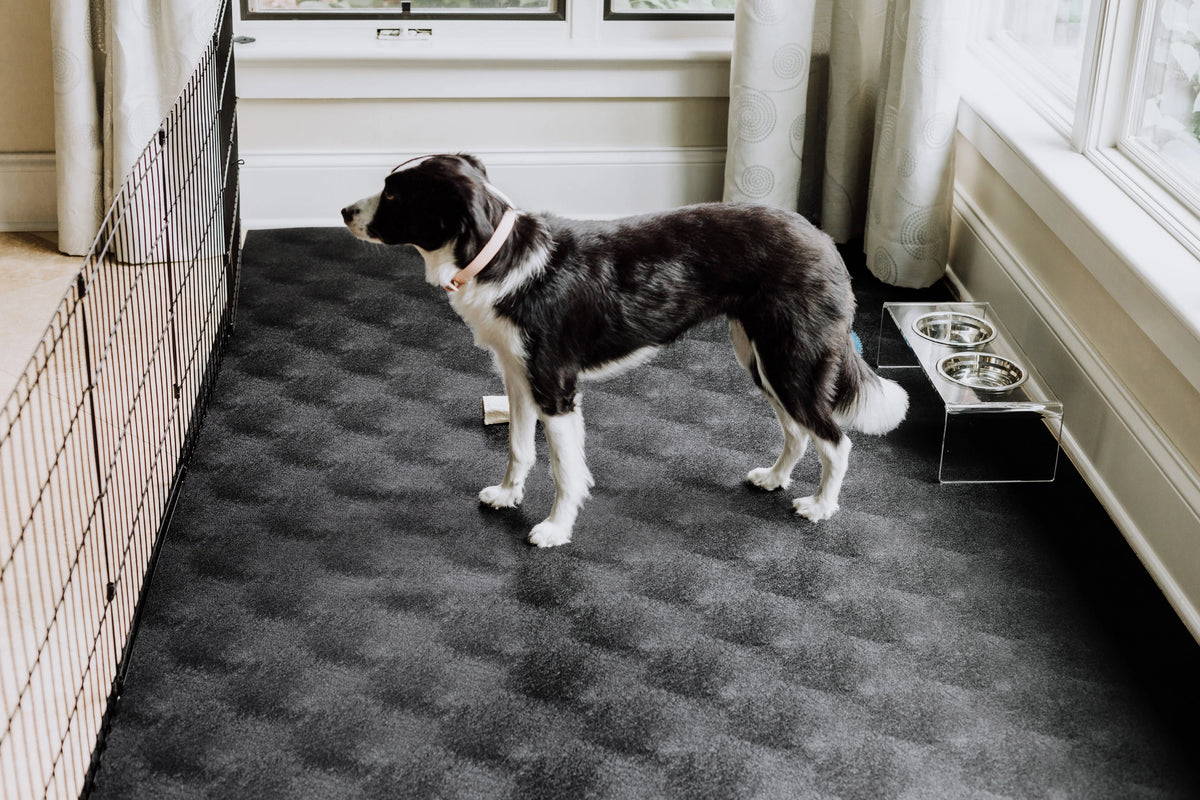 G-Floor 7.5' x 17' Vinyl Levant Pet Friendly Carpet Protector for Dogs & Cats - Midnight Black