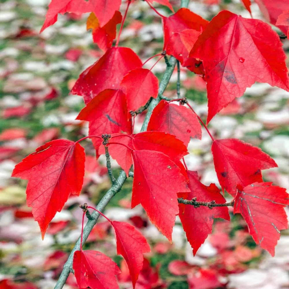 Brighter Blooms - Red Sunset? Maple Tree, 6-7 ft. - No Shipping to AZ