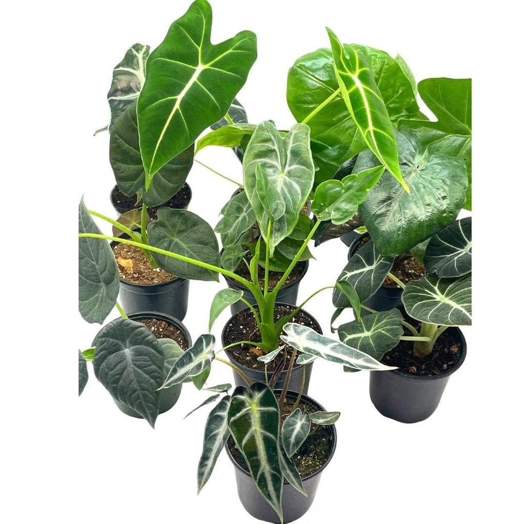 Alocasia Assortment Set, 4 inch pots, 10 Different Alocasias Frydek, Black Velvet, Maharani, Regal Shield, Bambino, Tiny Dancer, Serendiptiy
