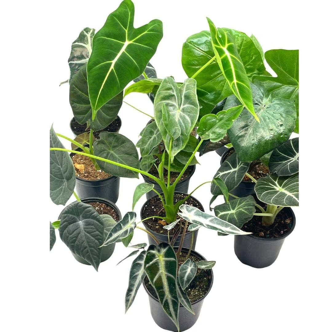 Alocasia Assortment Set, 4 inch pots, 10 Different Alocasias Frydek, Black Velvet, Maharani, Regal Shield, Bambino, Tiny Dancer, Serendiptiy