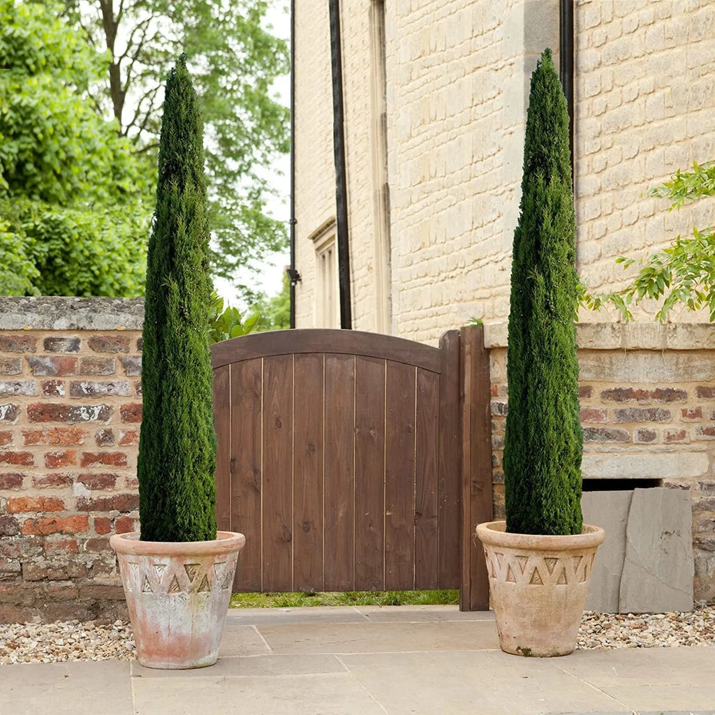Italian Cypress Tree  1 Extra Large 3 Gallon Tree  Cupressus Sempervirens  Formal Elegant Mediterranean Style Plants