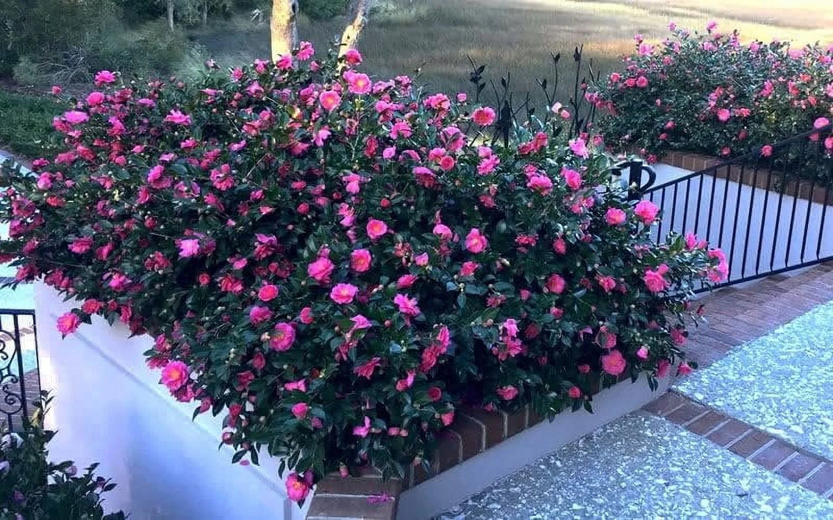 Camellia Sasanqua Shi-Shi I 3 Extra Large 3 Gallon Plants  Pink Flowering Live Plant for Outdoor & Indoor Gardens, Compact Elegant Flowering Shrub for Vibrant Landscaping