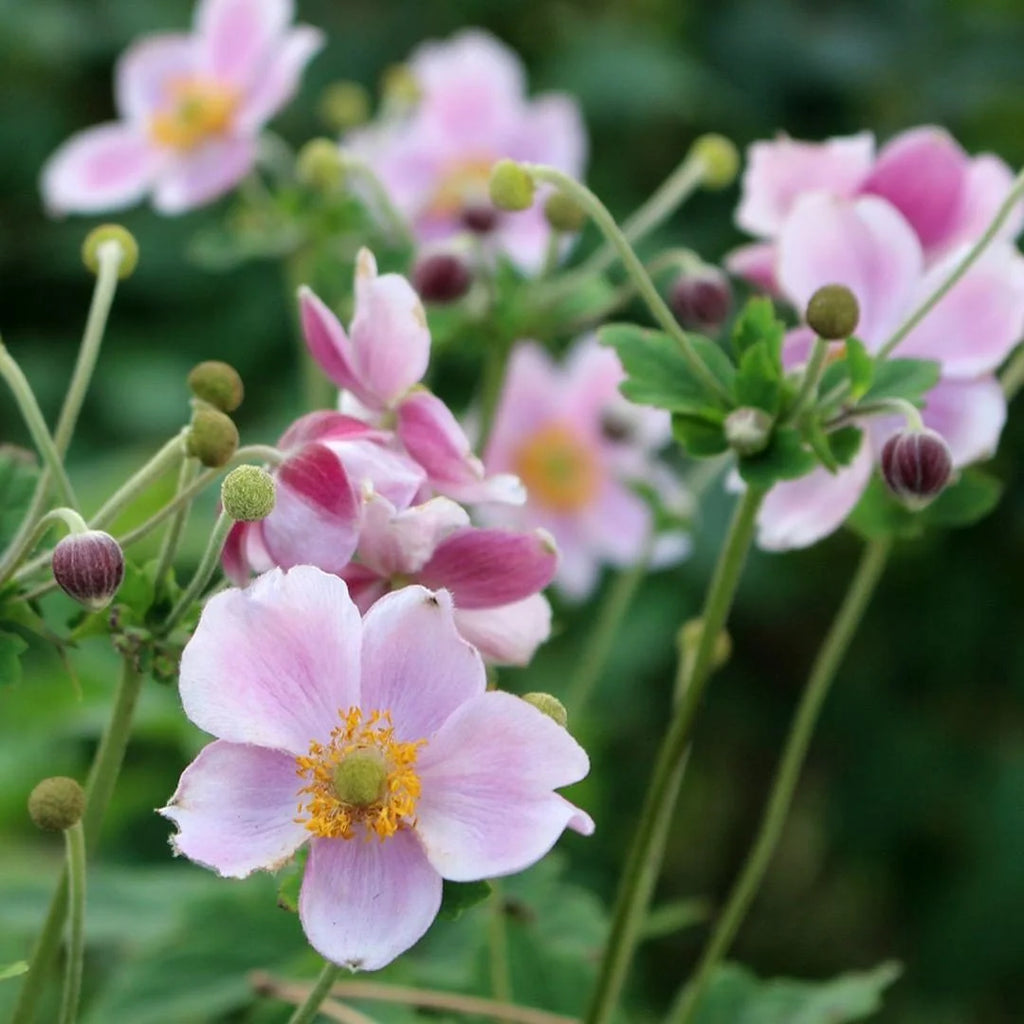 September Charm Japanese Anemone-Perennial-Elegant pink flowers  1 Gallon (Pack of 4)