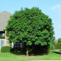 Brighter Blooms - Chinese Pistache Tree, 5-6 ft. - No Shipping To AK, AZ, HI