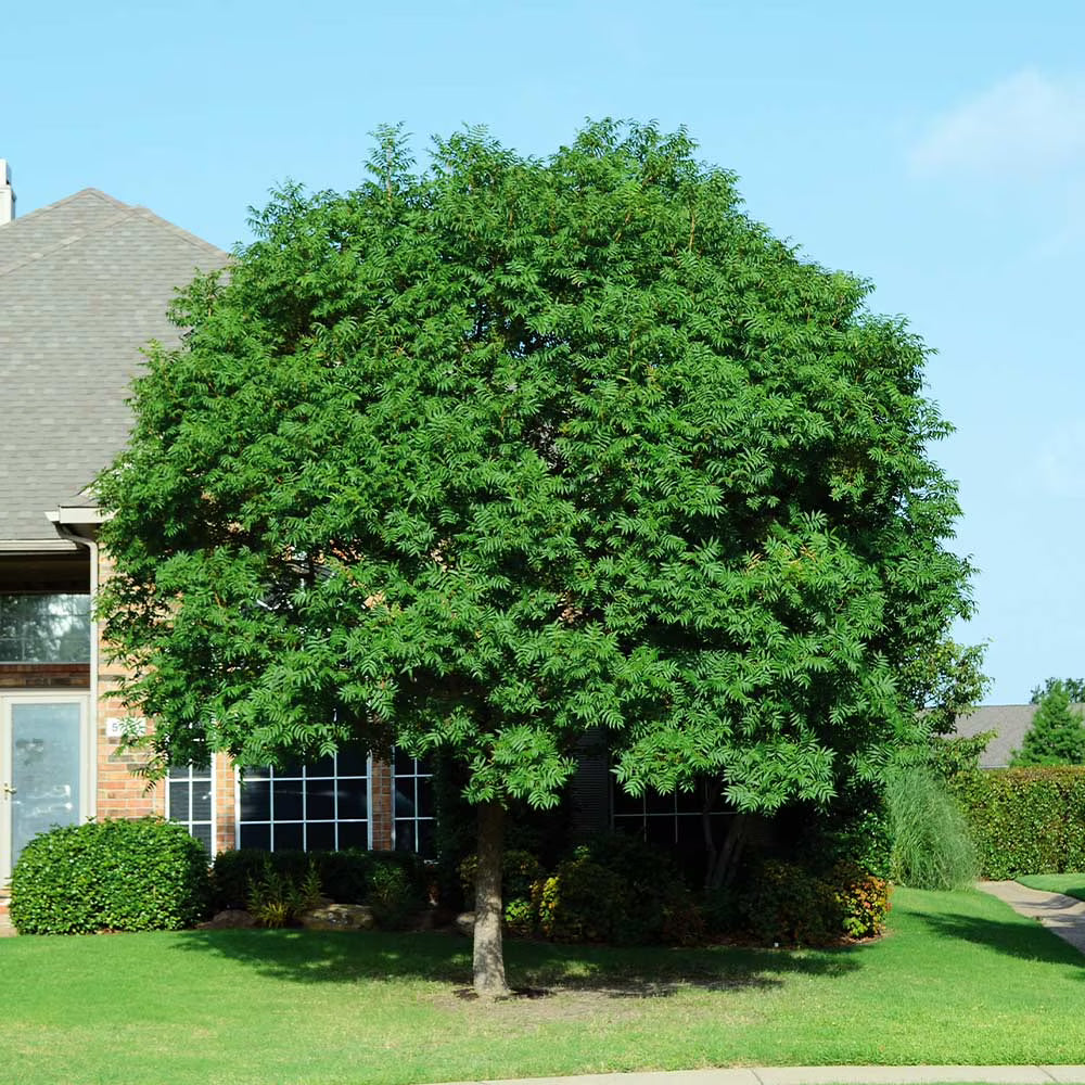 Brighter Blooms - Chinese Pistache Tree, 5-6 ft. - No Shipping To AK, AZ, HI
