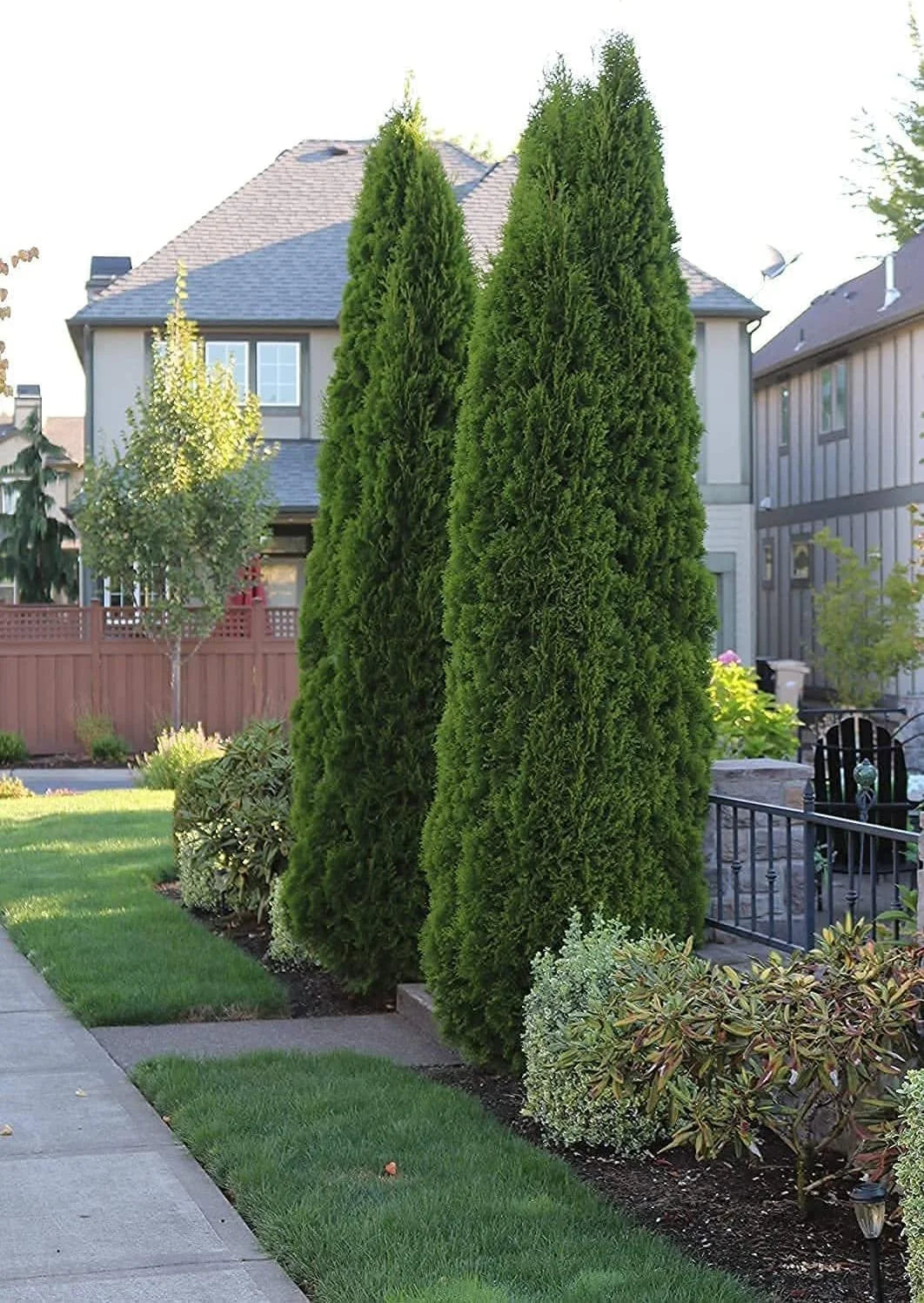 Italian Cypress Tree  1 Extra Large 3 Gallon Tree  Cupressus Sempervirens  Formal Elegant Mediterranean Style Plants
