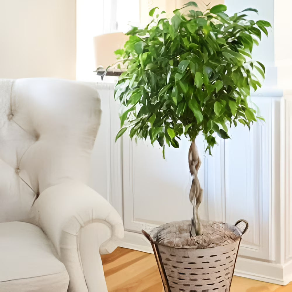 Brighter Blooms - Braided Benjamina Ficus Tree, 3-4 ft. - No Shipping to AZ, OR