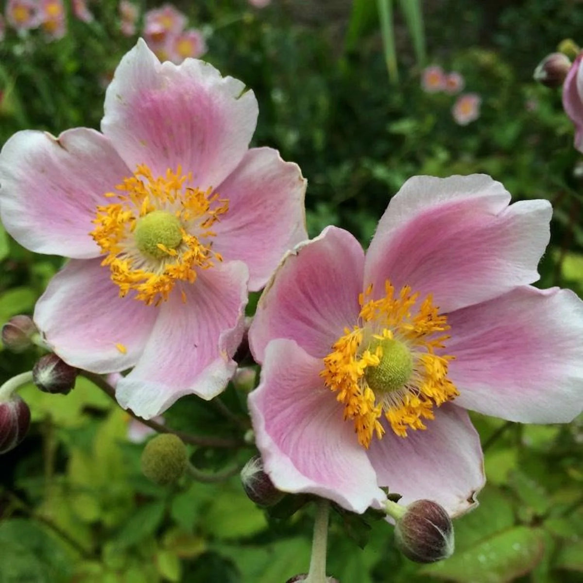September Charm Japanese Anemone-Perennial-Elegant pink flowers  1 Gallon (Pack of 4)