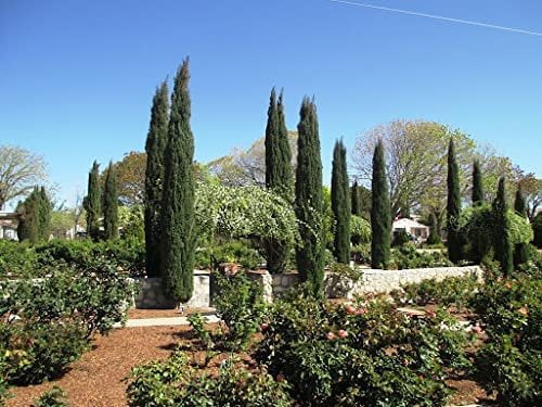 Italian Cypress Tree  1 Extra Large 3 Gallon Tree  Cupressus Sempervirens  Formal Elegant Mediterranean Style Plants