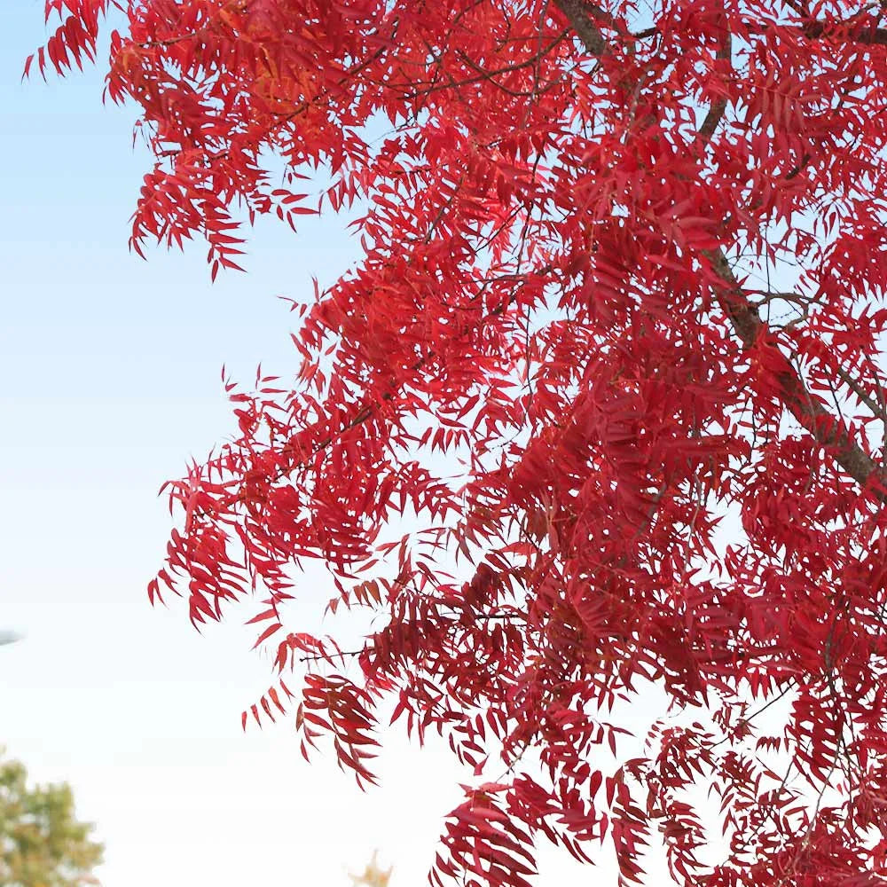 Brighter Blooms - Chinese Pistache Tree, 5-6 ft. - No Shipping To AK, AZ, HI