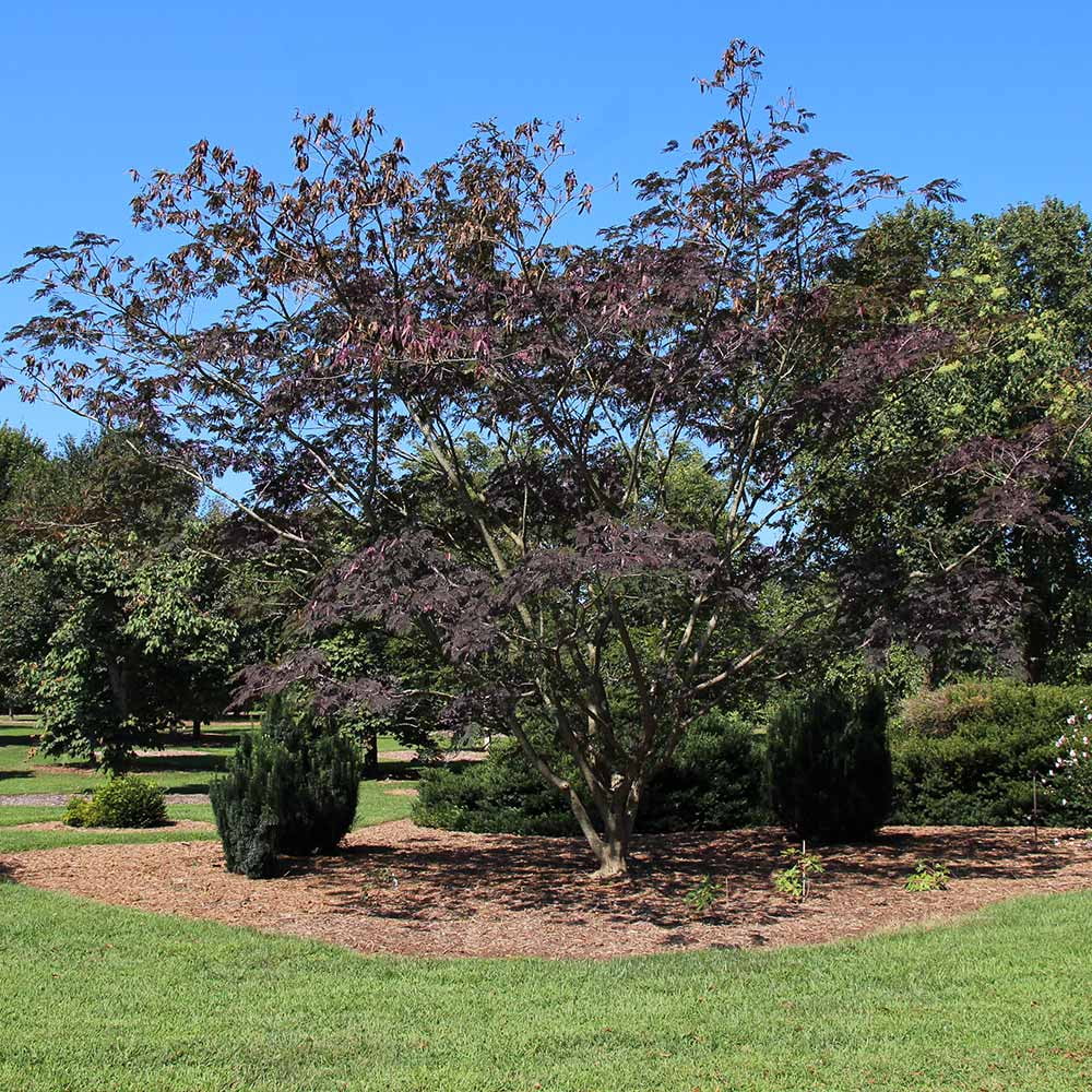 Brighter Blooms - Bloomables? Summer Chocolate Mimosa Tree, 5-6 ft. - No Shipping to AZ, FL, OR