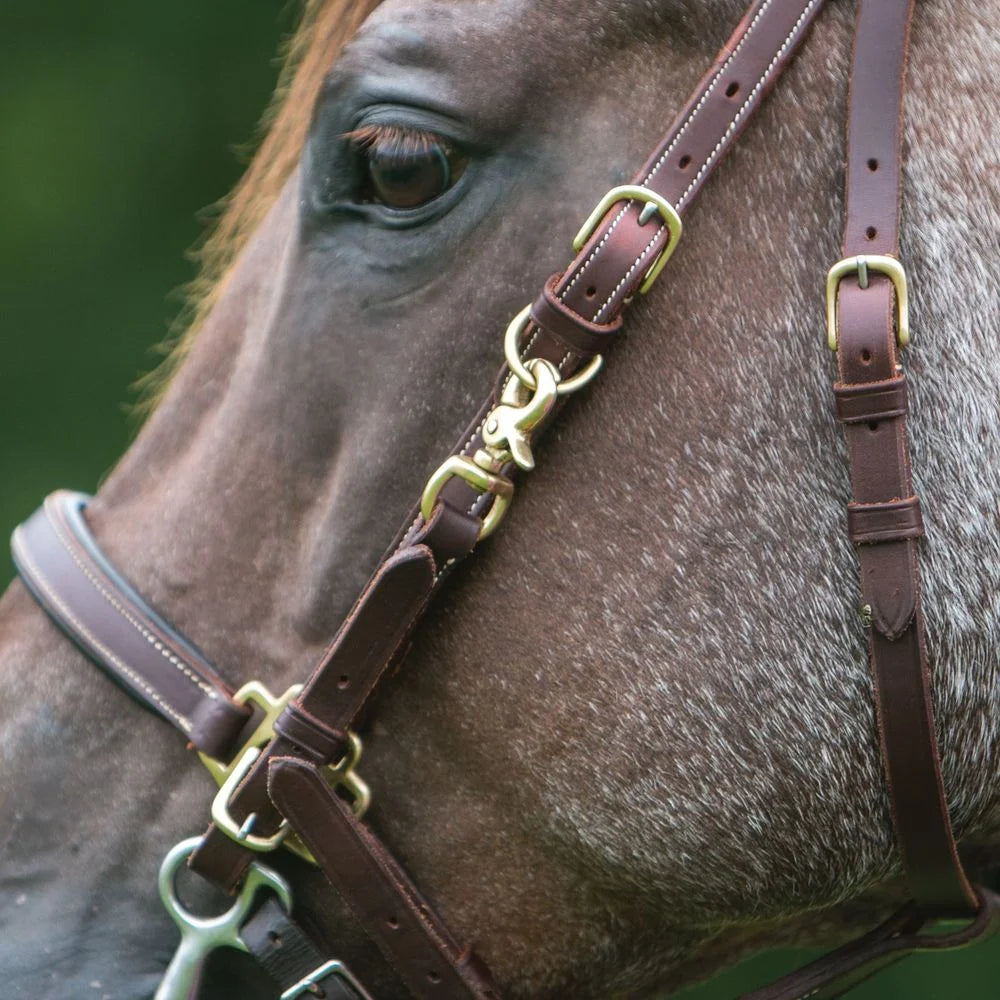 Billy Royal Deluxe Trail Halter for Horses Bridle Combo | Color Dark Oil