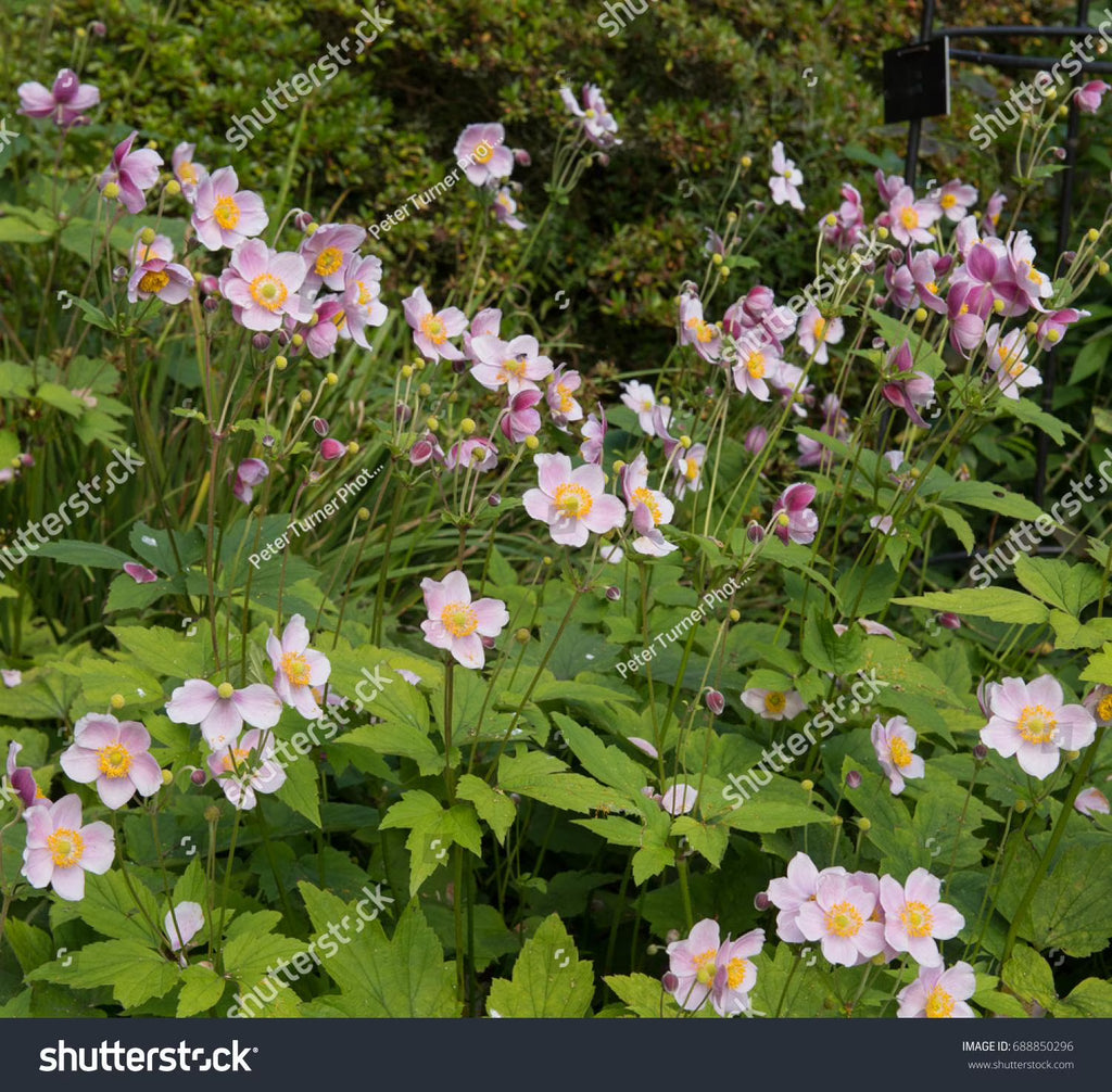 September Charm Japanese Anemone-Perennial-Elegant pink flowers  1 Gallon (Pack of 4)