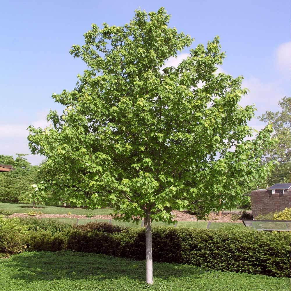 Brighter Blooms - Red Sunset? Maple Tree, 6-7 ft. - No Shipping to AZ