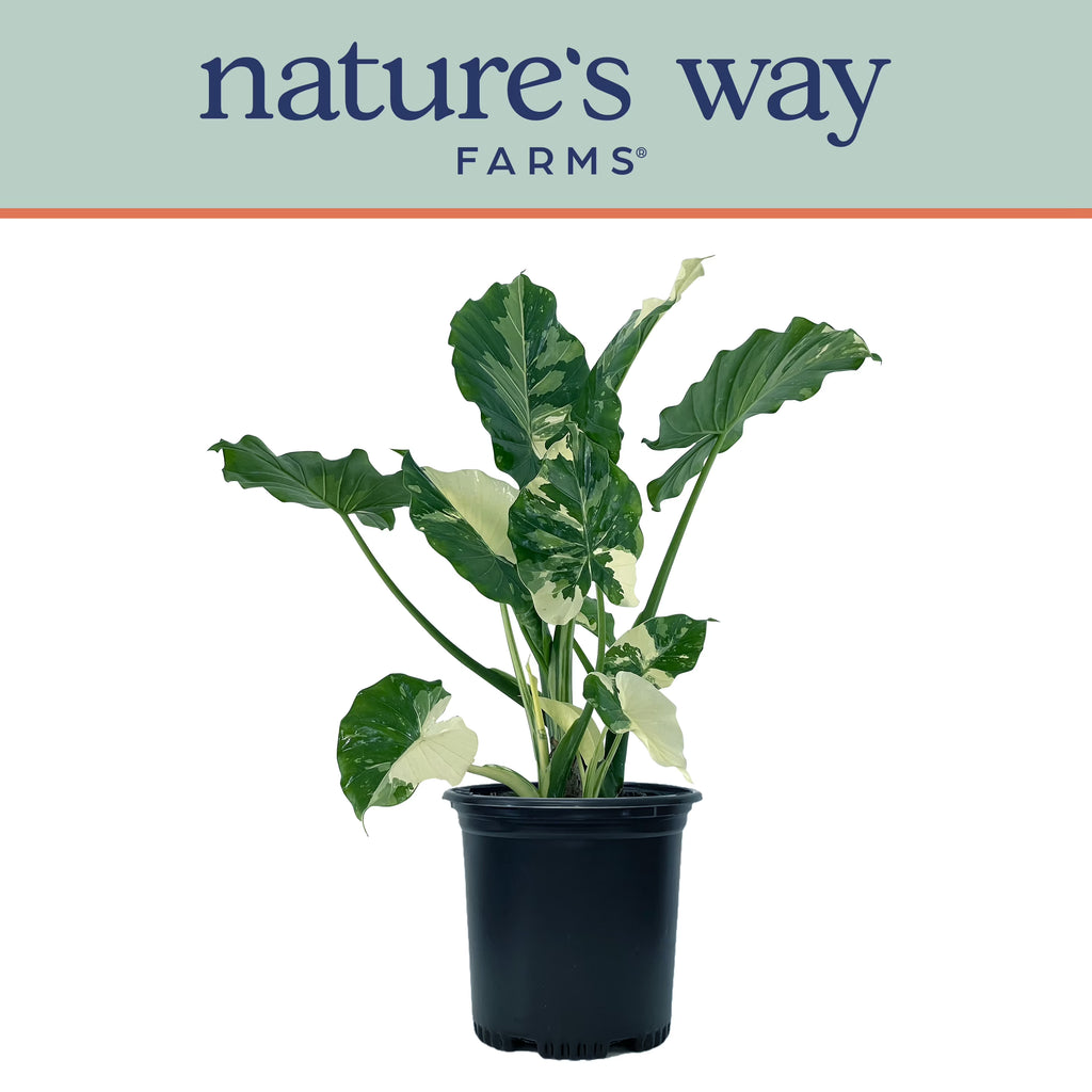 Alocasia Dawn Variegated - Rare Plant Collection - Live Plant (25-30 in. Tall) in Growers Pot