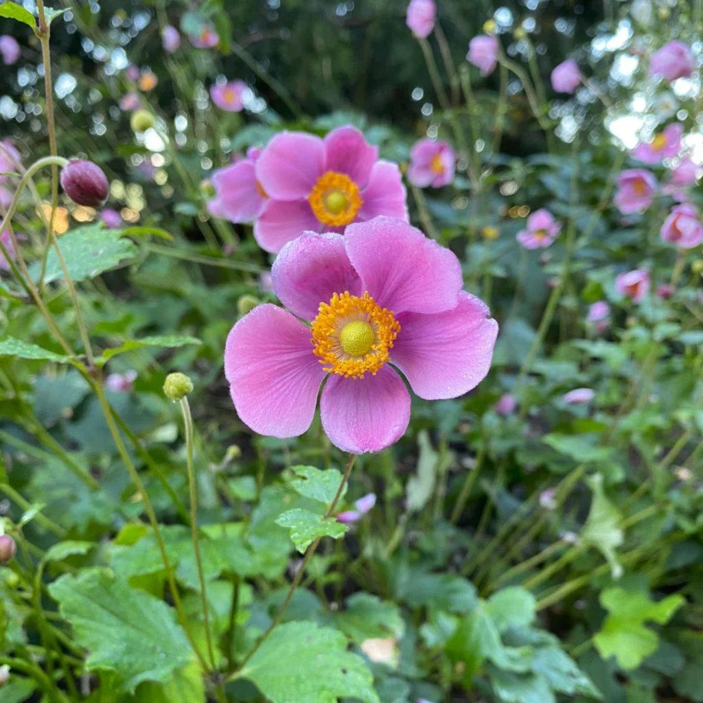 September Charm Japanese Anemone-Perennial-Elegant pink flowers  1 Gallon (Pack of 4)
