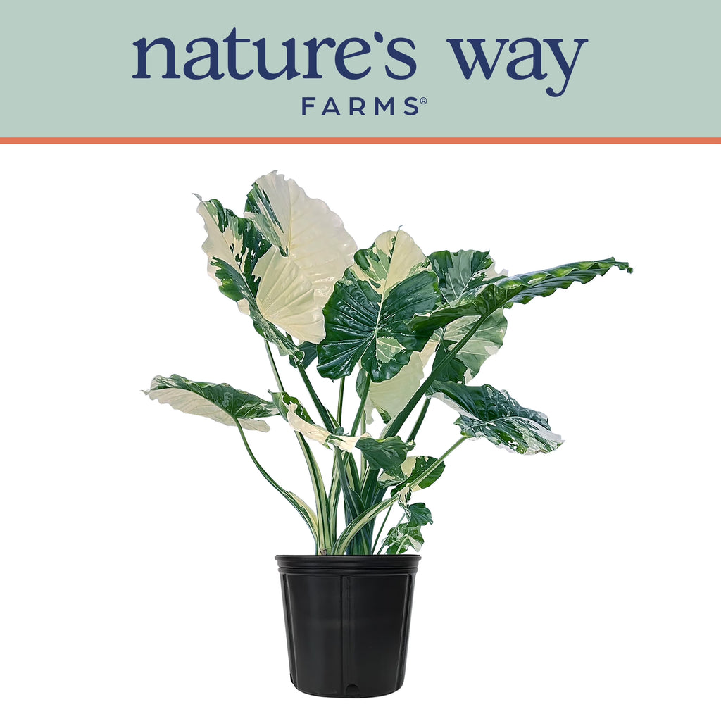 Alocasia Dawn Variegated - Rare Plant Collection - Live Plant (25-30 in. Tall) in Growers Pot
