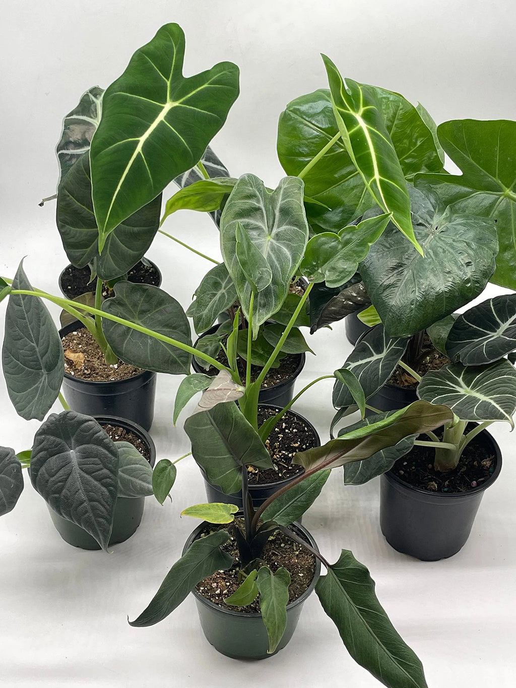 Alocasia Assortment Set, 4 inch pots, 10 Different Alocasias Frydek, Black Velvet, Maharani, Regal Shield, Bambino, Tiny Dancer, Serendiptiy