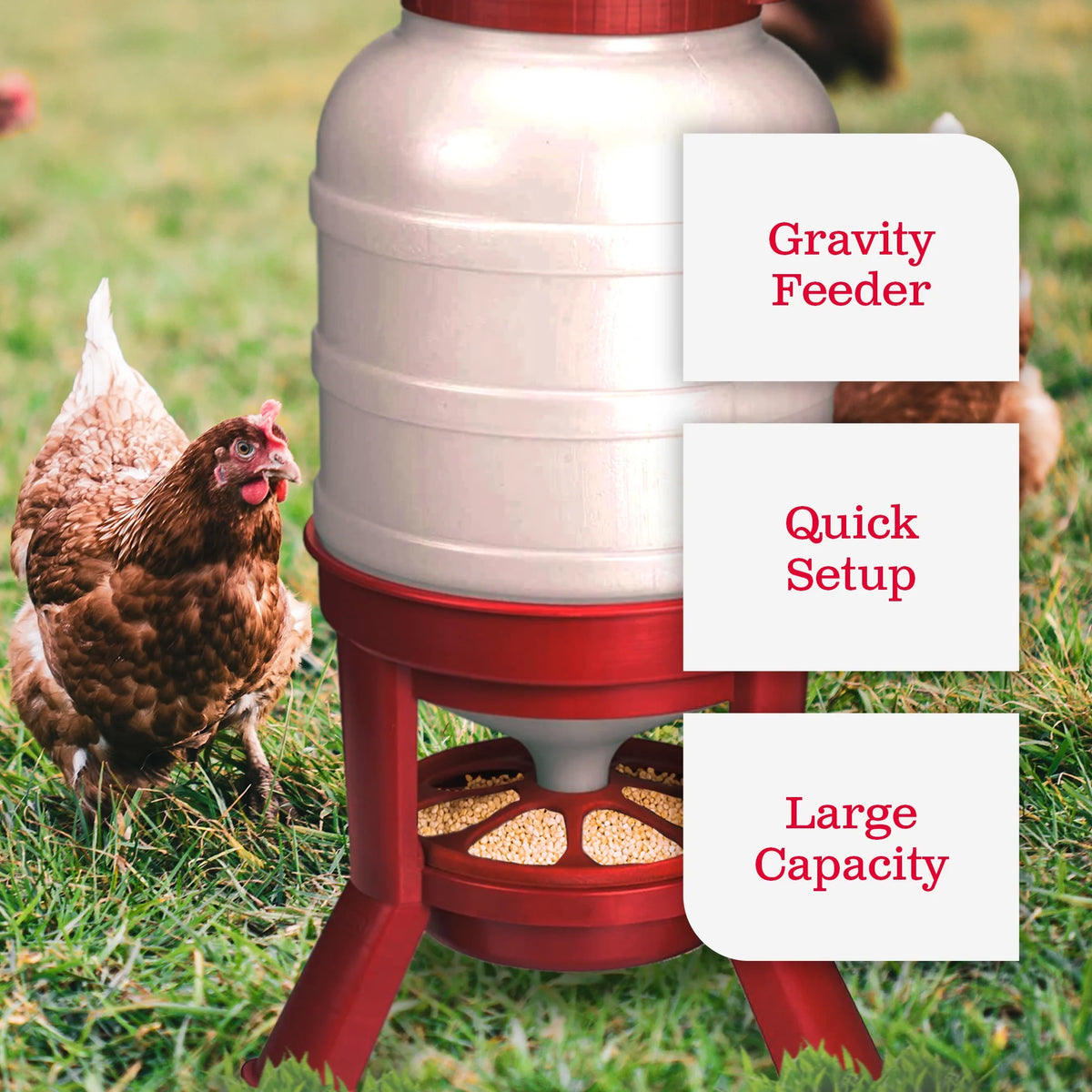 Little Giant Plastic Dome Poultry Feeder 60 Lbs.