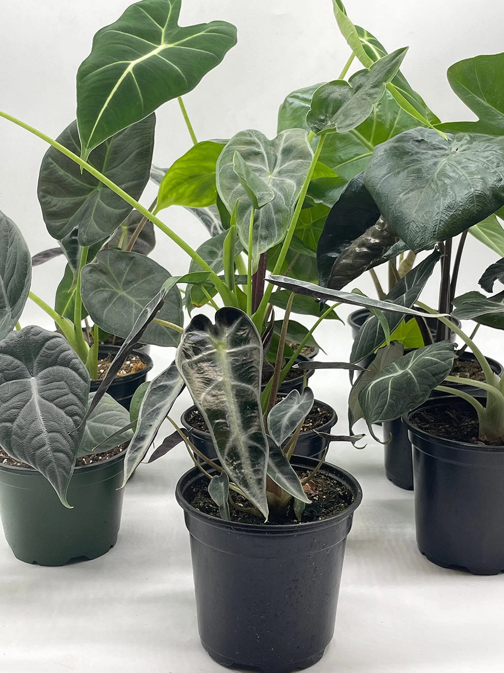 Alocasia Assortment Set, 4 inch pots, 10 Different Alocasias Frydek, Black Velvet, Maharani, Regal Shield, Bambino, Tiny Dancer, Serendiptiy