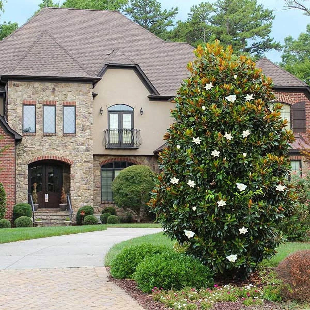 Brighter Blooms - Little Gem Magnolia Tree, 3-4 ft. - No Shipping To AZ,OR