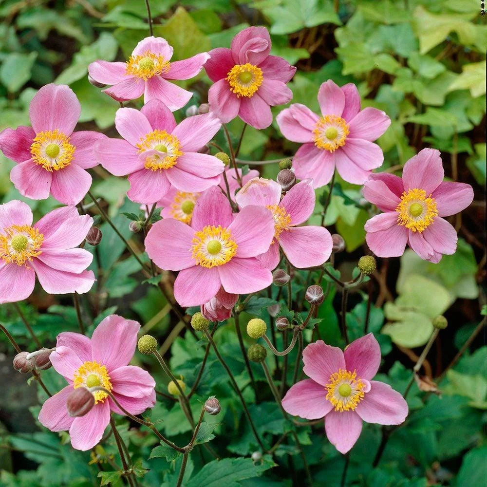 September Charm Japanese Anemone-Perennial-Elegant pink flowers  1 Gallon (Pack of 4)