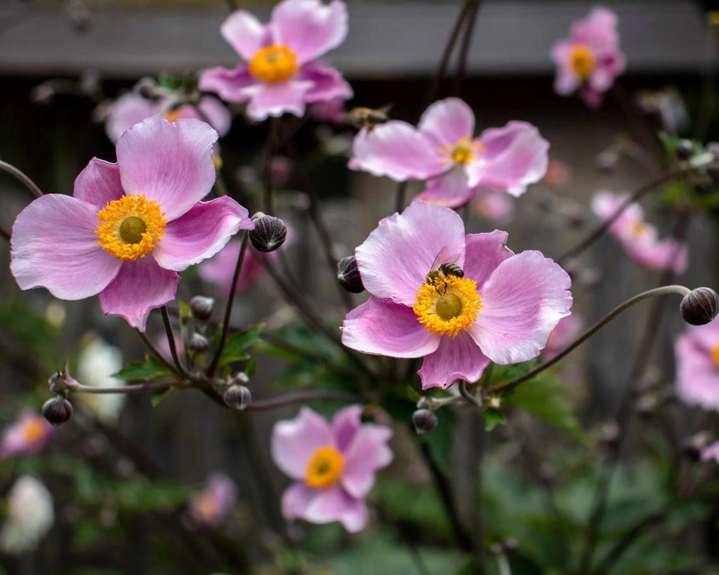 September Charm Japanese Anemone-Perennial-Elegant pink flowers  1 Gallon (Pack of 4)