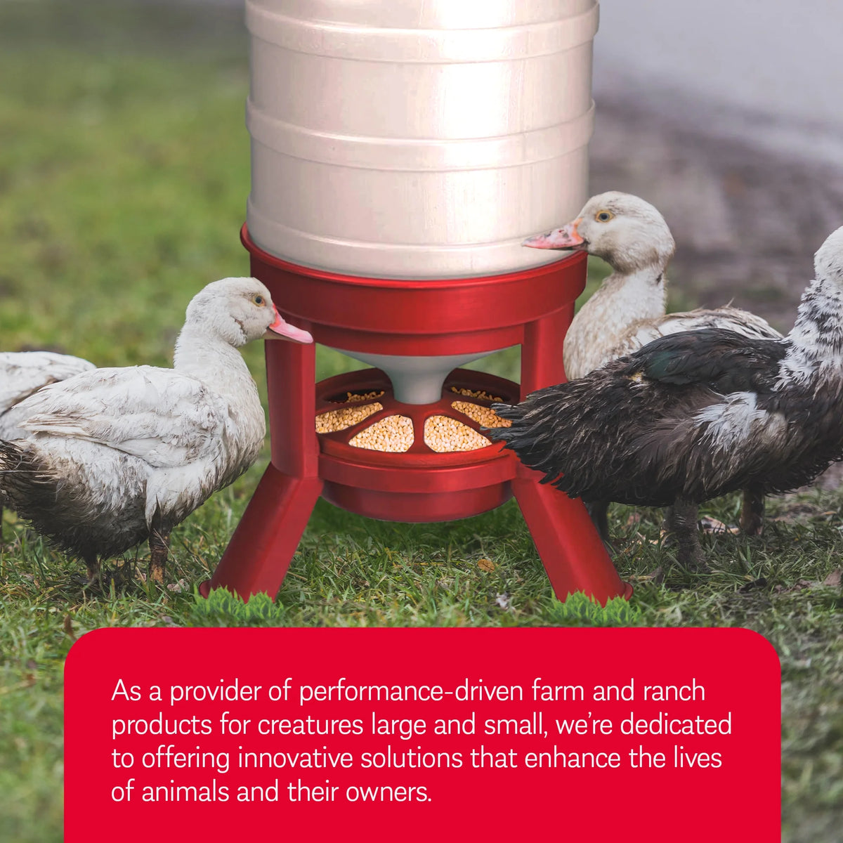 Little Giant Plastic Dome Poultry Feeder 60 Lbs.