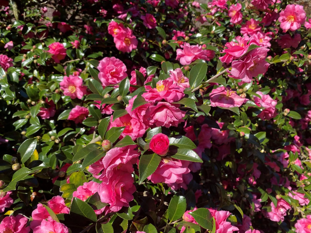 Camellia Sasanqua Shi-Shi I 3 Extra Large 3 Gallon Plants  Pink Flowering Live Plant for Outdoor & Indoor Gardens, Compact Elegant Flowering Shrub for Vibrant Landscaping
